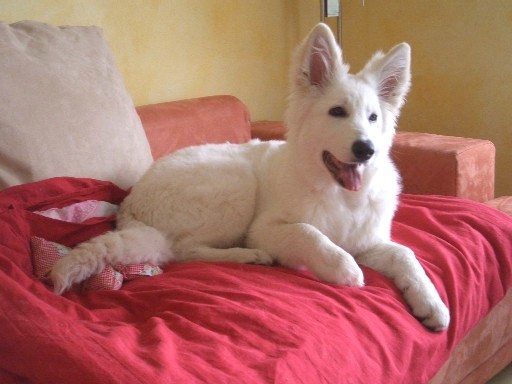 wei�e sch�ferhunde