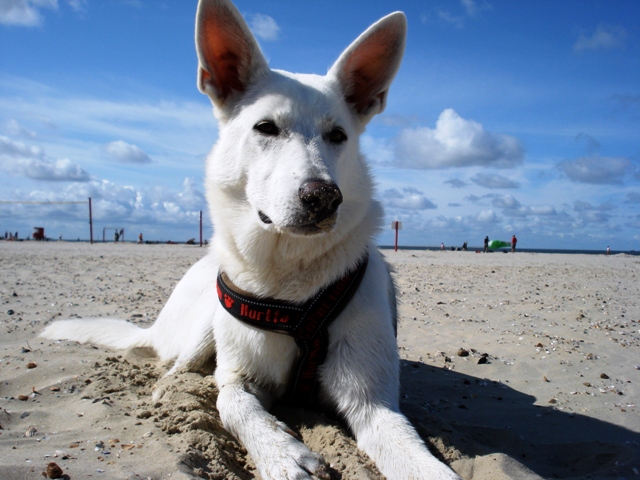 wei�e sch�ferh�ndin