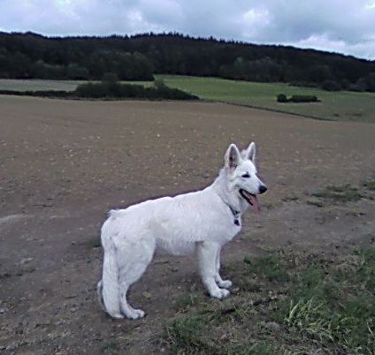 wei�er sch�ferhund langhaar