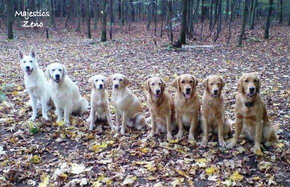 wei�er sch�frhund zeno