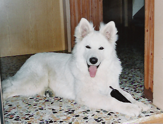 wei�er sch�ferhund silver