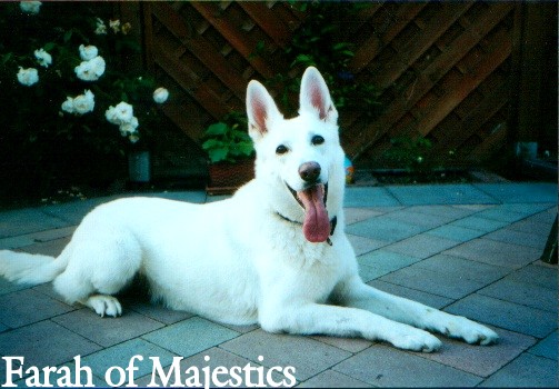 weisse sch�ferhunde farah