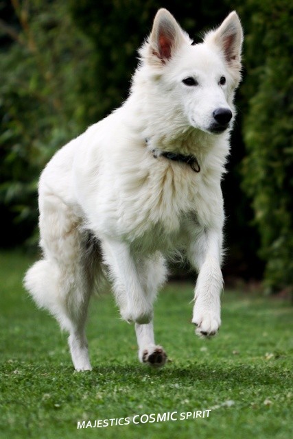 weisse sch�ferhunde cosmic