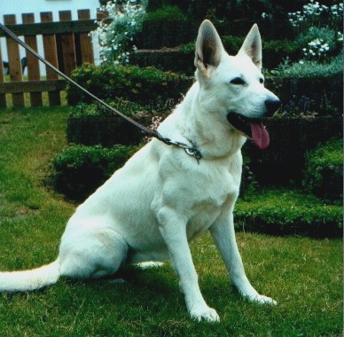 weisse sch�ferhunde india