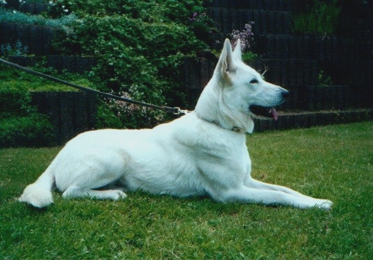 weisse sch�ferh�ndin india