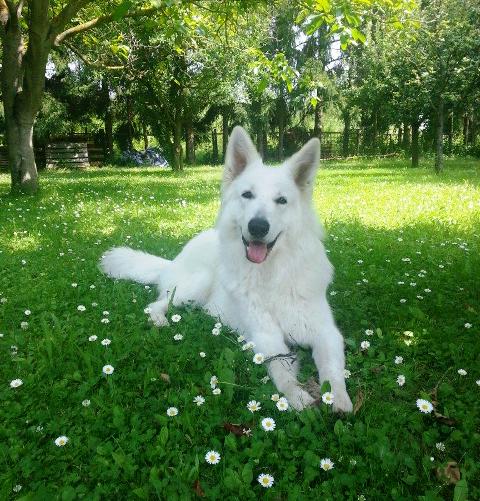 weisser sch�ferhund Jedi