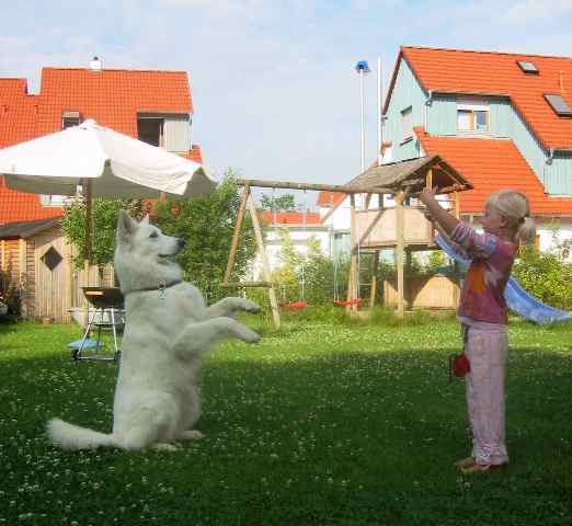 wei�er sch�ferhunde deckr�de