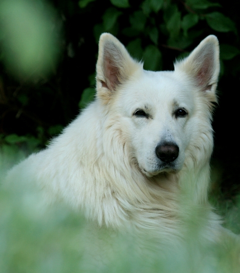 wei�er sch�ferhund lance