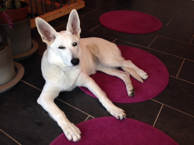 wei�e sch�ferh�ndin Lissy