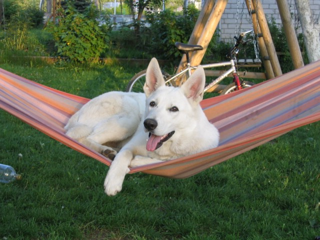 wei�e sch�ferhund roma