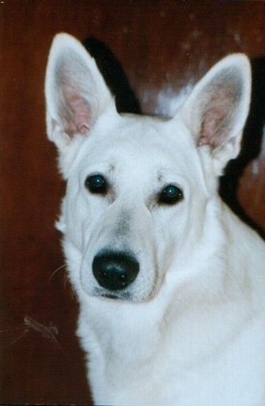 wei�er sch�ferhund paco