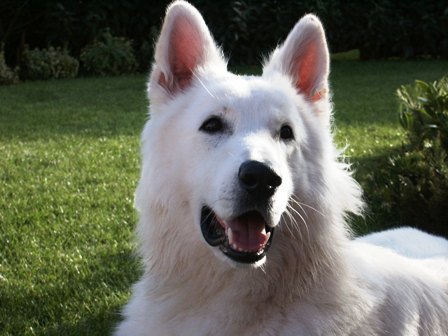 wei�er sch�ferhund magic