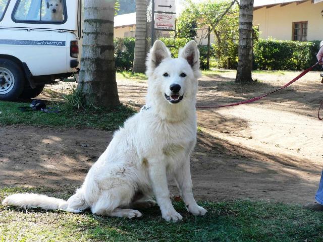 wei�e sch�ferhunde langstockhaar