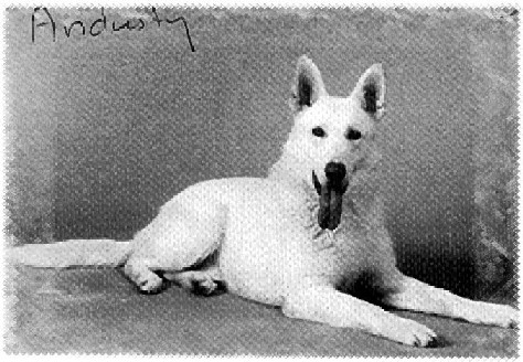 white shepherd andusty