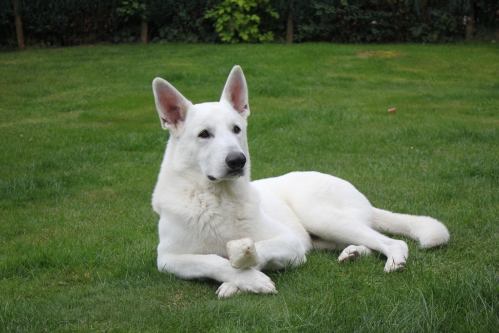 wei�er sch�ferhund nanuk