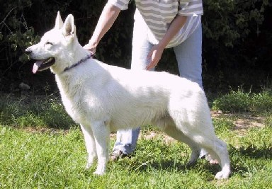 weisser sch�ferhund sugar