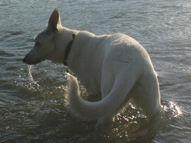 weisse sch�ferhunde feather